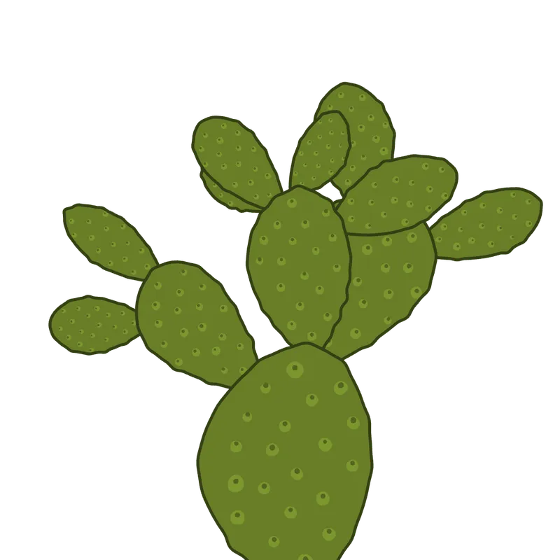 Illustration of prickly pear cactus