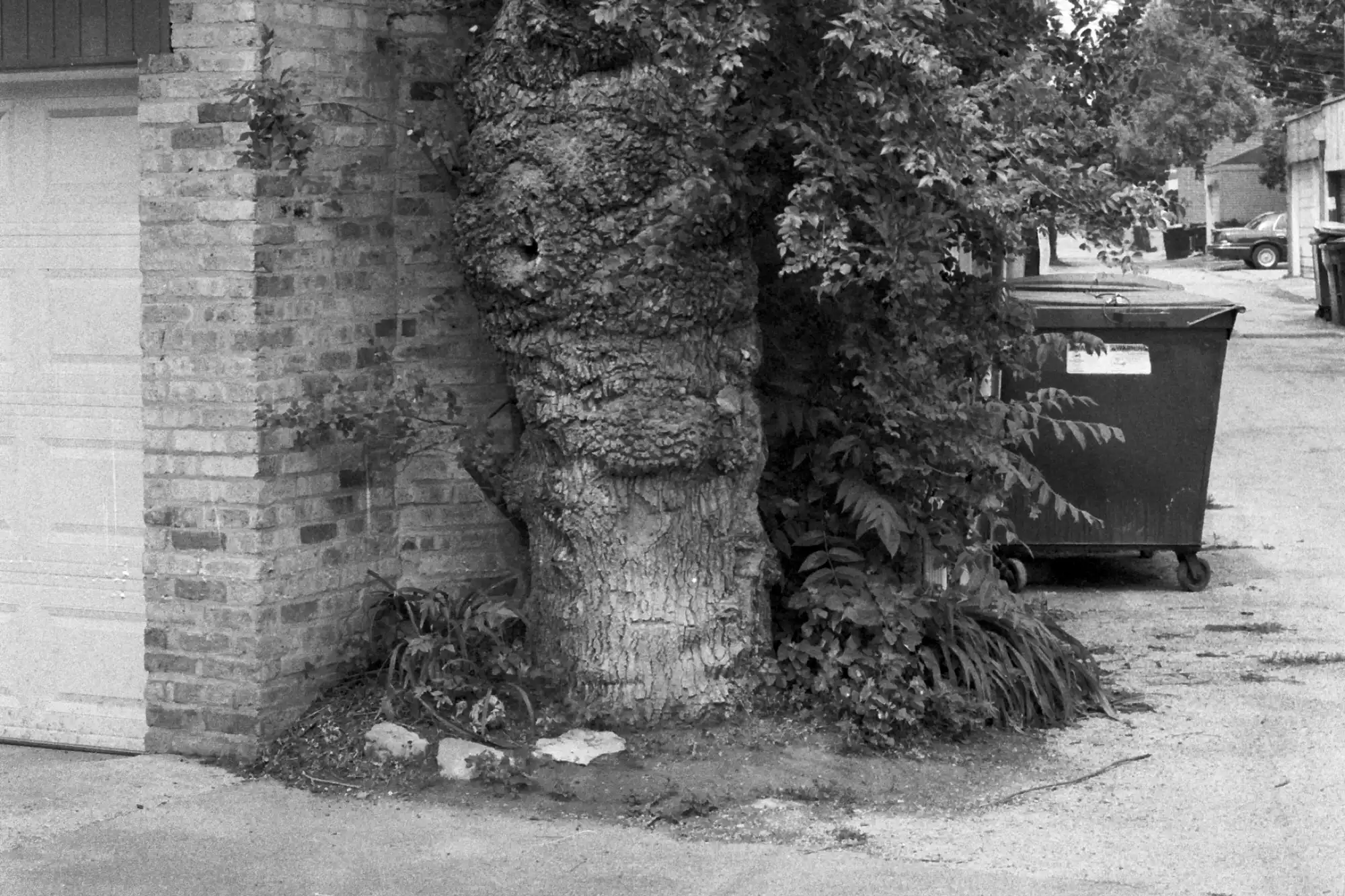 A large gnarly tree with lots of burrs and knots stands to the right of a brick wall. The other side of the brick wall is a garage door. To the right of the tree sits a dumpster and a view down an alley. In the distance, the back half of an old sedan is visible. This photo is in black and white.