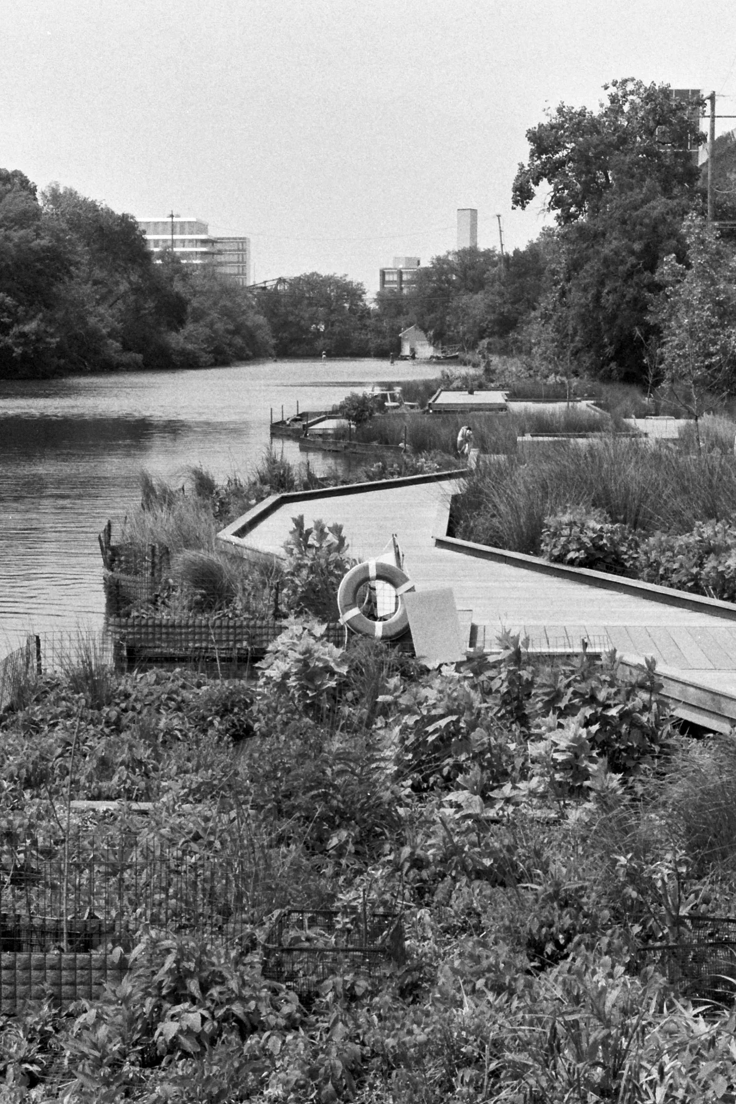 Floating walkway on the Chicago river know as the Wild Mile. The walkway weaves between floating plants. In the center of the frame is a life saver floatation device.